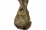 Fossil Dinosaur (Triceratops) Dorsal Vertebra - Wyoming #362049-7